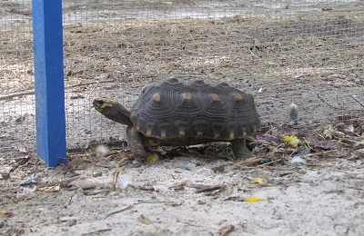 tortise with shell pyramiding